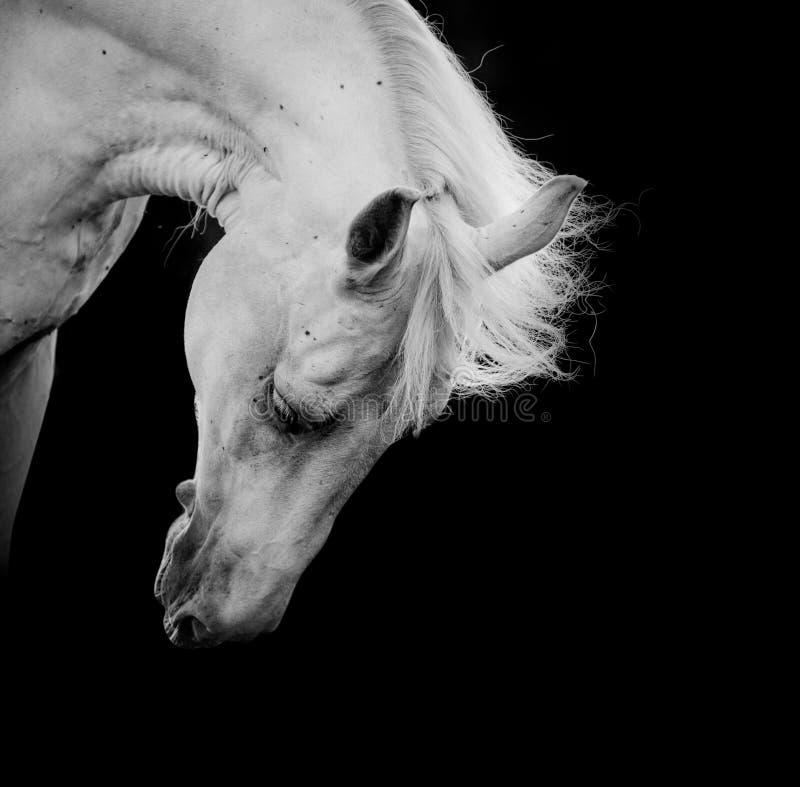 Cavalo Que Olha A Câmera Na Frente Do Fundo Branco Foto Royalty Free,  Gravuras, Imagens e Banco de fotografias. Image 18179506