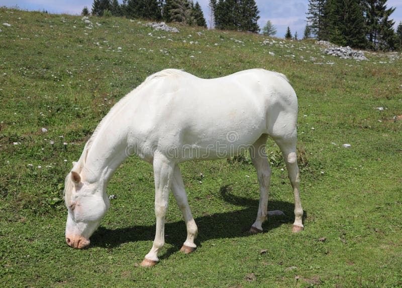 Cavalo Pulando Durante O Encontro De Cavalo Em Todo O País Pela Manhã  Fotografia Editorial - Imagem de grama, verde: 160272922