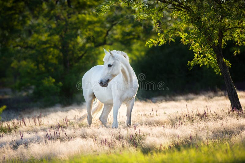 Cavalo branco na grama da esteira fotografia de stock royalty free Cavalo branco na grama da esteira fotografia de stock royalty free