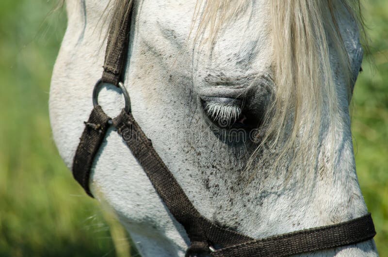 Belo cavalo correndo na frente de girassóis fotos, imagens de © Zuzule  #30035333