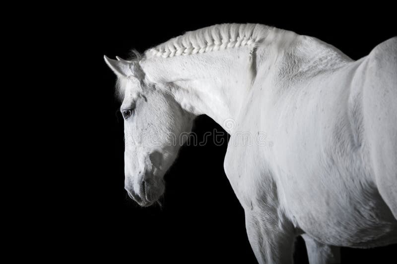 Cavalo Branco Que Sorri No Fundo Escuro Imagem de Stock - Imagem