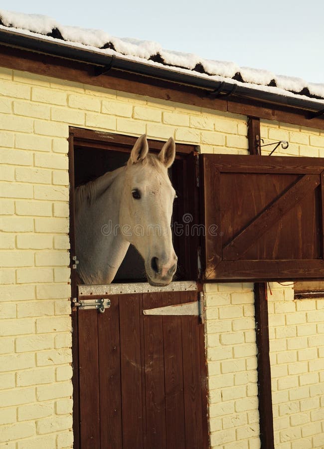 Cavalo De Trabalho Na Frente Do Celeiro Foto de Stock - Imagem de animal,  zoologia: 100606524