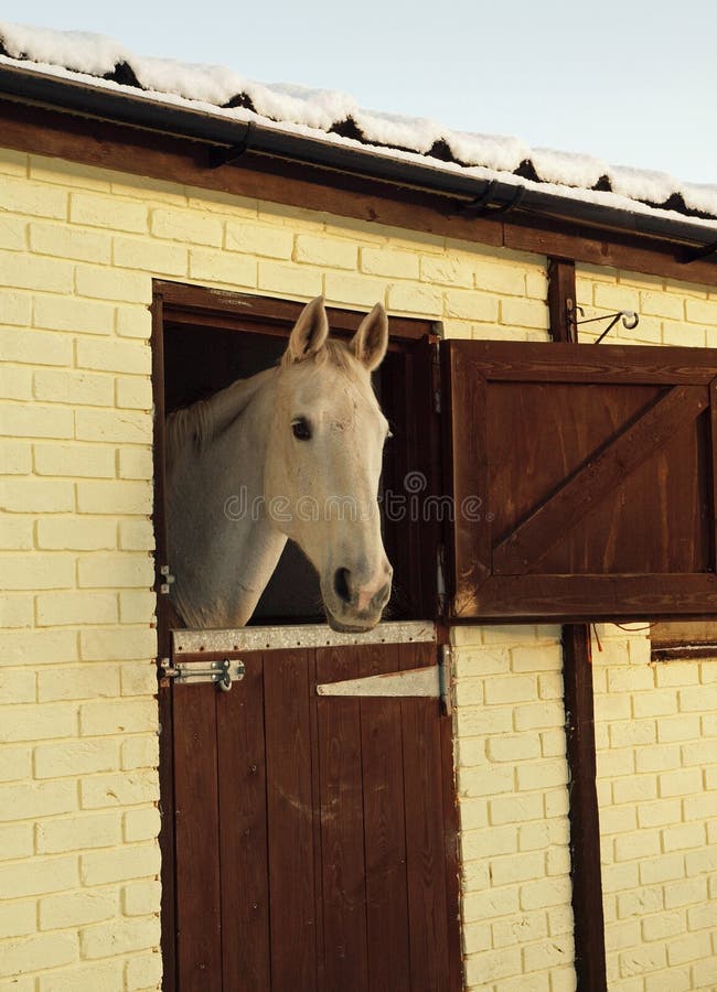 Cavalo branco nos estábulos fotos de stock Cavalo branco nos estábulos fotos de stock