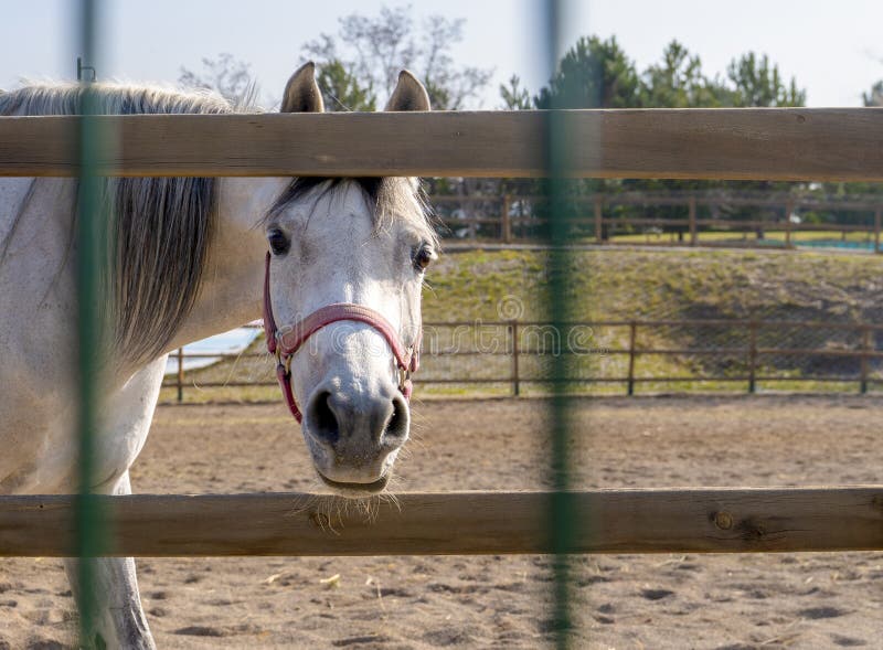 Cavalo Que Olha Para a Frente Imagem de Stock - Imagem de beleza, porta:  108436819