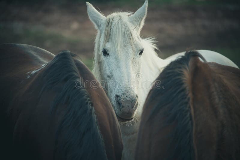 Cavalo Branco Na Frente De Você Que Olha a Você Foto de Stock - Imagem de  você, homem: 75585610