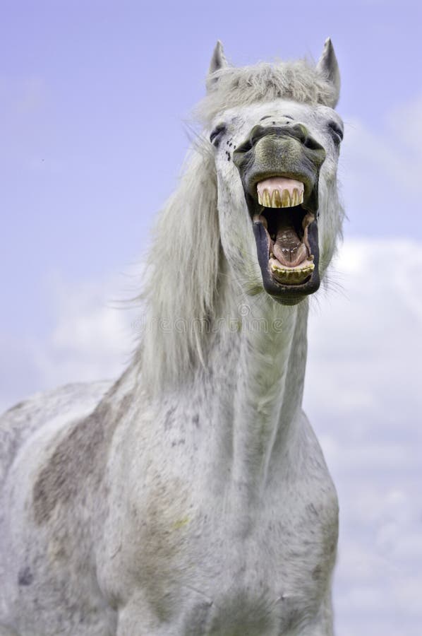 Cavalo Branco Que Sorri No Fundo Escuro Imagem de Stock - Imagem