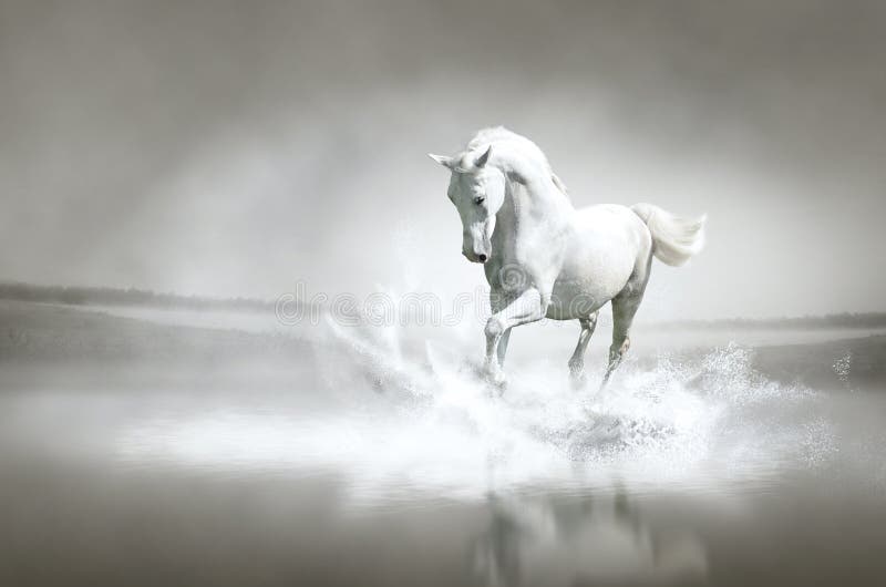 Cavalo branco que funciona através da água