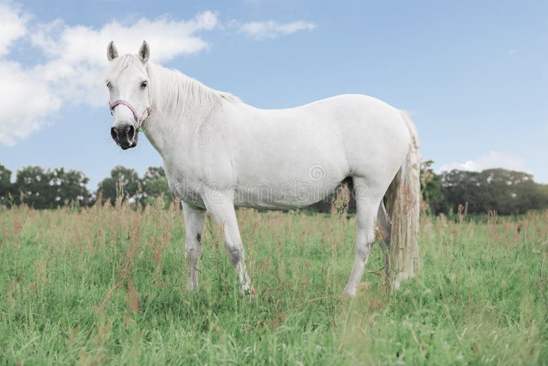 Cavalo branco que olha diretamente na câmera, estando nos campos