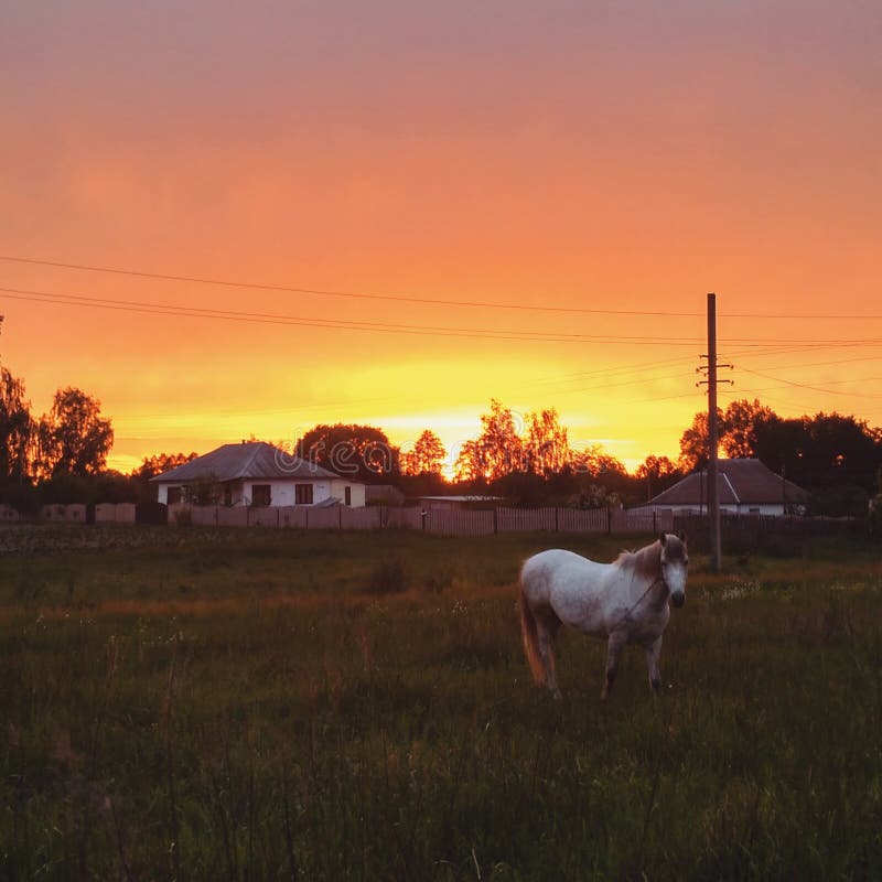 Cavalo branco que pasta no campo Por do sol fotos de stock Cavalo branco que pasta no campo Por do sol fotos de stock