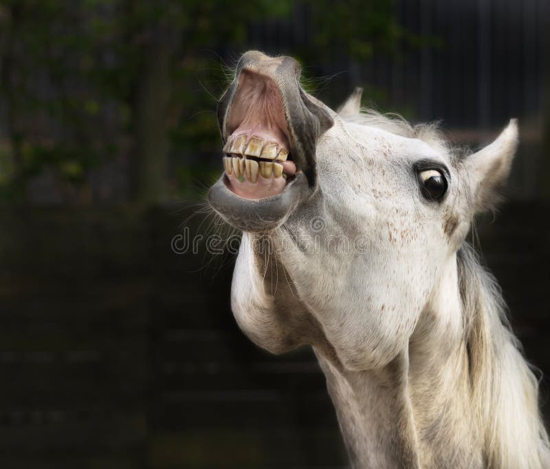 Cavalo Branco Que Sorri No Fundo Escuro Imagem de Stock - Imagem