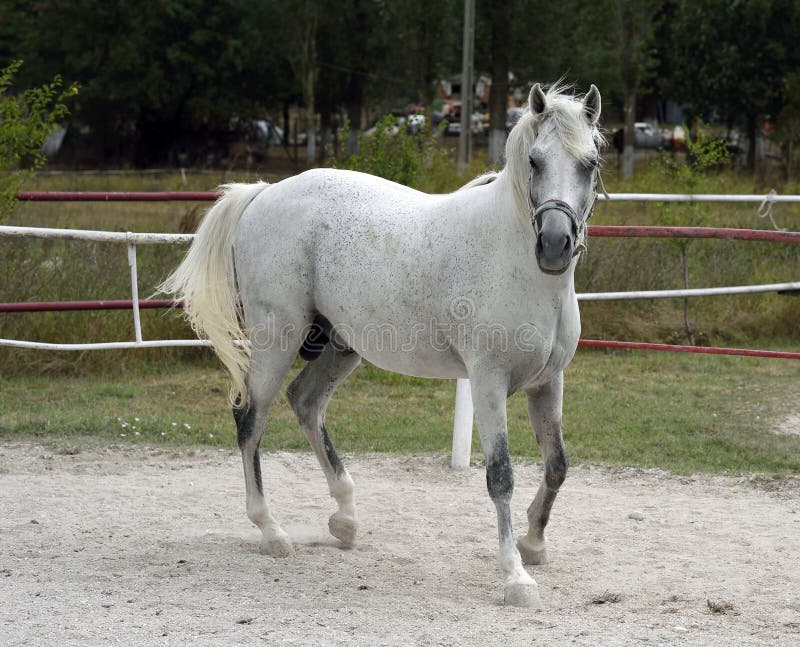Cavalo branco árabe fotos de stock Cavalo branco árabe fotos de stock