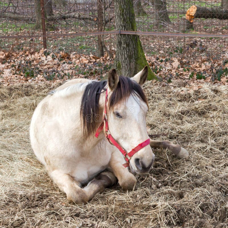 60+ Cavalo Pulando Sujo fotos de stock, imagens e fotos royalty-free -  iStock