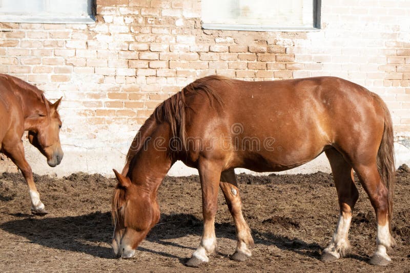 Fundo Cavalo De Frente Para A Câmera Na Frente De Um Estábulo Escuro Fundo,  Foto Do Animal Imagem de plano de fundo para download gratuito