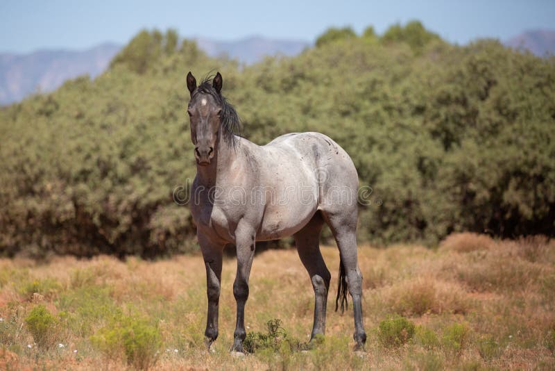 Um Cavalo De Trigo Sarraceno-cinzento Fica Na Frente De Um Palheiro. O  Cavalo Olha Para A Câmera. Tons Marrons Quentes. Trabalhando Com Marrom.  Cavalo Em Arnês Foto Royalty Free, Gravuras, Imagens e