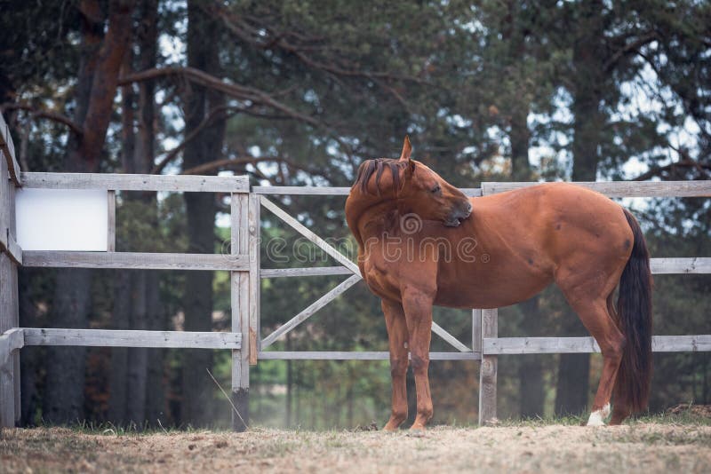 Dentes Cavalo Engraçado - Foto gratuita no Pixabay - Pixabay