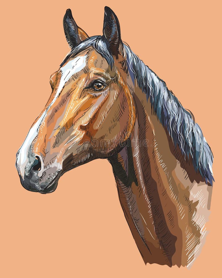 Cavalo colorido portrait-1 ilustração do vetor Cavalo colorido portrait-1 ilustração do vetor