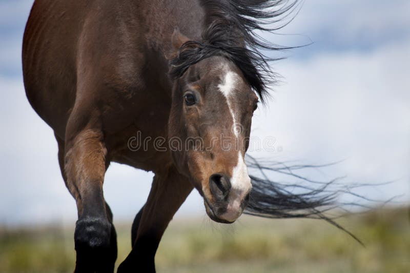 Fotos de Frente de cavalo, Imagens de Frente de cavalo sem royalties