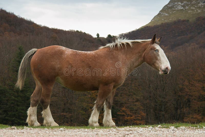 Cavalo com olhos azuis foto de stock Cavalo com olhos azuis foto de stock