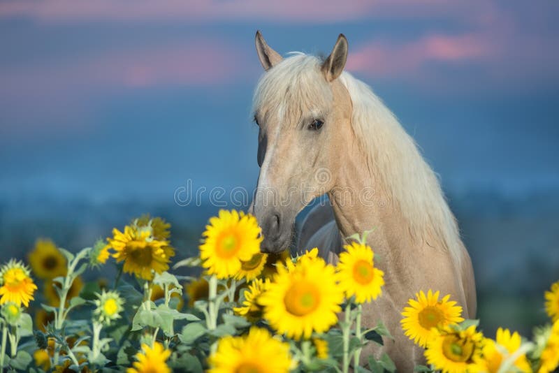 Belo cavalo correndo na frente de girassóis fotos, imagens de © Zuzule  #30035333