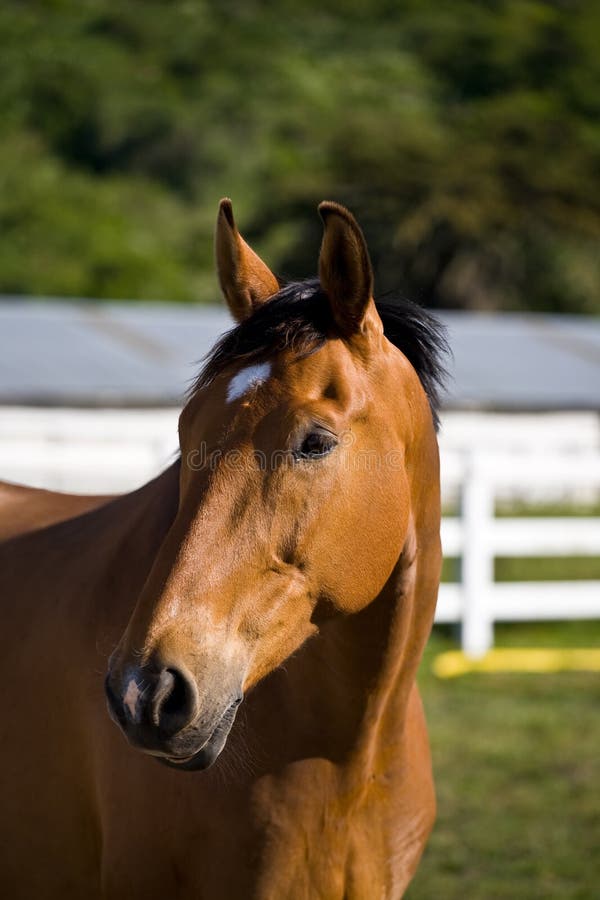 Chestnut horse on the farm. Chestnut horse on the farm