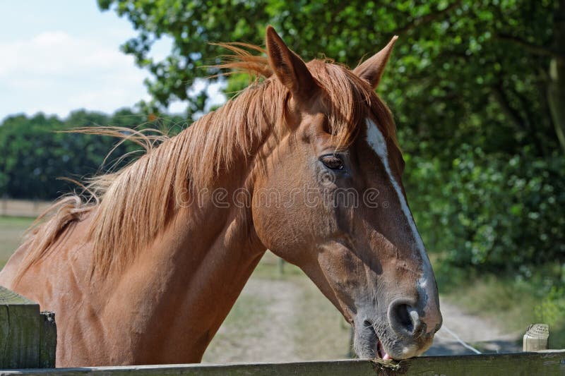 A chestnut horse biting a paddock fence. A chestnut horse biting a paddock fence