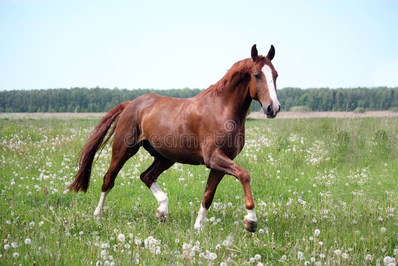 Beautiful free chestnut horse trotting at the field with flowers. Beautiful free chestnut horse trotting at the field with flowers