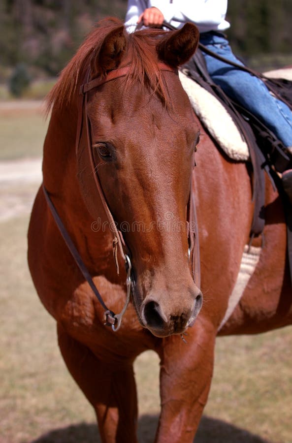 Cavalo da castanha/Sorrel com cavaleiro fotografia de stock royalty free Cavalo da castanha/Sorrel com cavaleiro fotografia de stock royalty free
