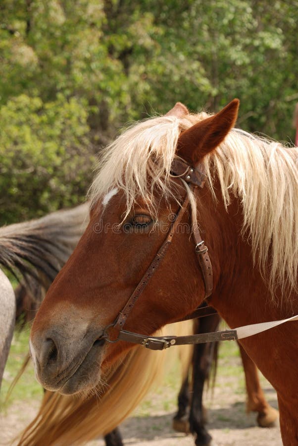 Cavalo Na Frente Da Casa Na Andaluzia Imagem de Stock - Imagem de curso,  animal: 91672851