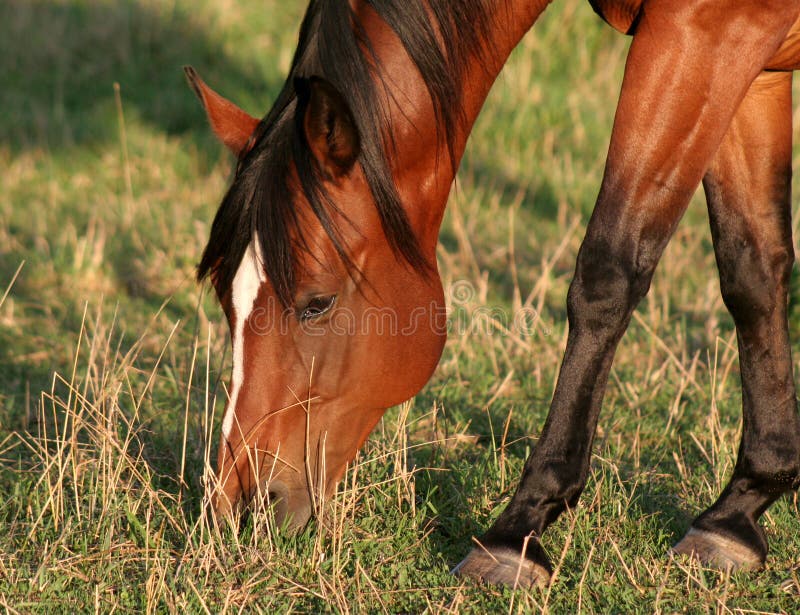 Cavalo frente a frente foto de stock. Imagem de fazenda - 1135038