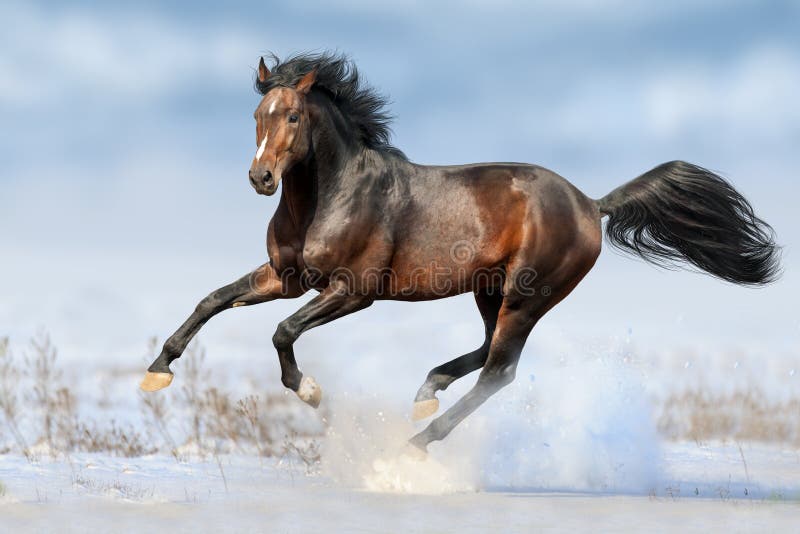 Foto de Lindo Cavalo De Criação e mais fotos de stock de Cavalo