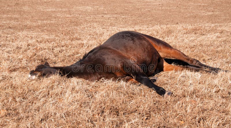 Cavalo de baía que encontra-se para baixo adormecido sadio