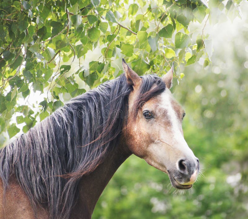 Cavalo de Brown com juba longa no sol e na folha fotos de stock Cavalo de Brown com juba longa no sol e na folha fotos de stock