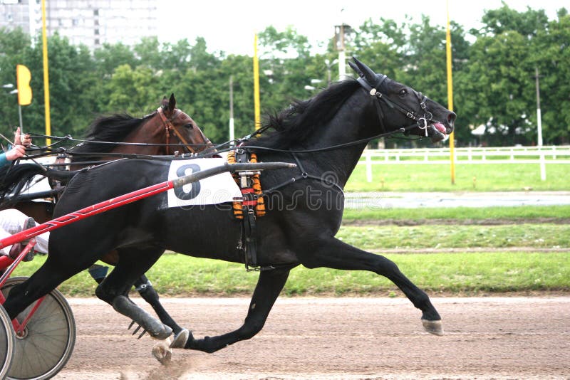 Corrida Carruagem Com Obstáculos Cavalos fotos, imagens de