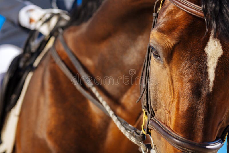 Cavalo de corrida de olhos escuros bonito que olha um pouco cansado imagens de stock royalty free Cavalo de corrida de olhos escuros bonito que olha um pouco cansado imagens de stock royalty free