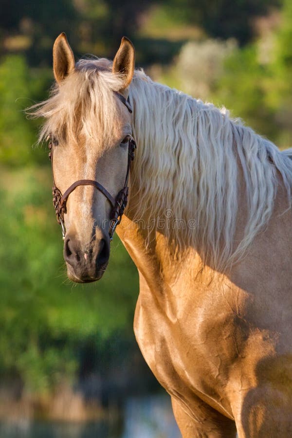 Cavalo de creme foto de stock Cavalo de creme foto de stock