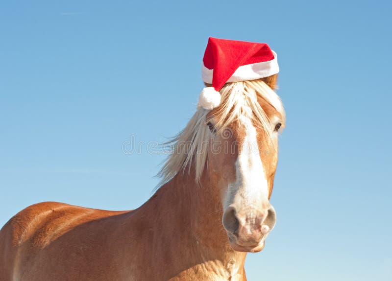 Cavalo de esboço belga que desgasta um chapéu de Santa foto de stock royalty free Cavalo de esboço belga que desgasta um chapéu de Santa foto de stock royalty free