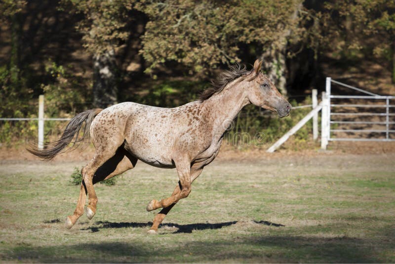 Foto de Cavalo Appaloosa Corre Galope No Prado No Verão e mais fotos de  stock de Cavalo Appaloosa - Cavalo Appaloosa, Animal, Animal de estimação -  iStock