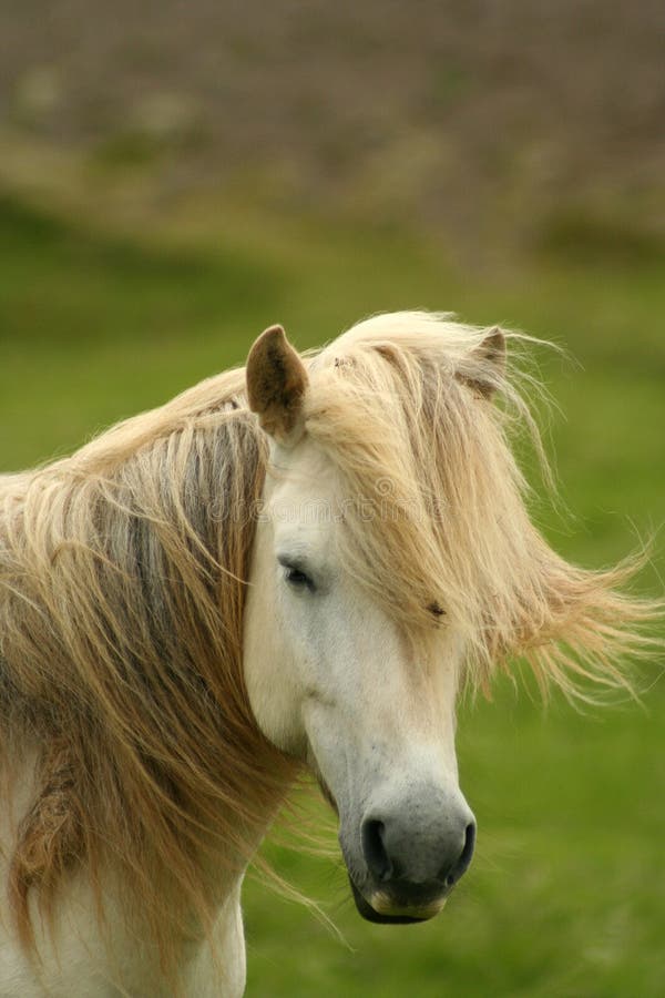 White horse on the wind, Iceland. White horse on the wind, Iceland