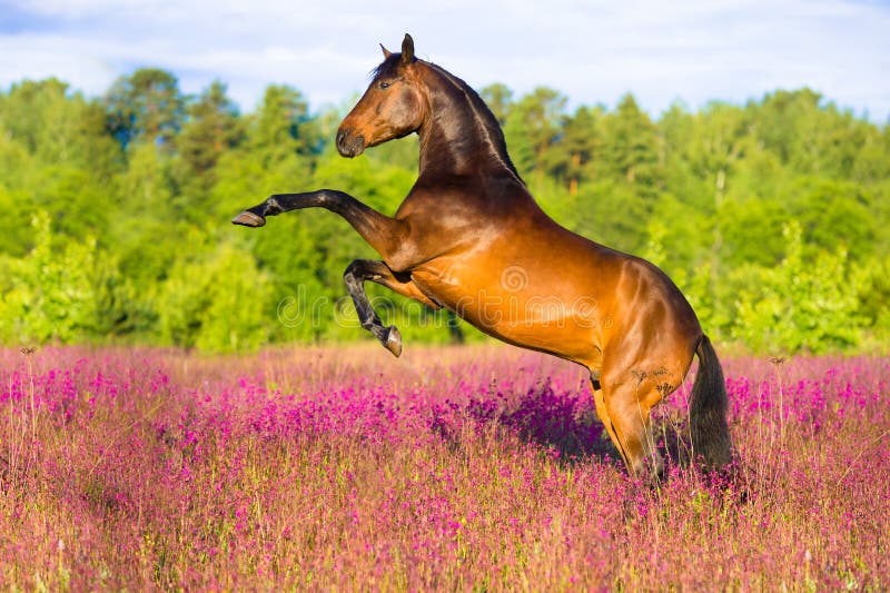 Cavalo de louro que eleva em flores cor-de-rosa Cavalo de louro que eleva em flores cor-de-rosa