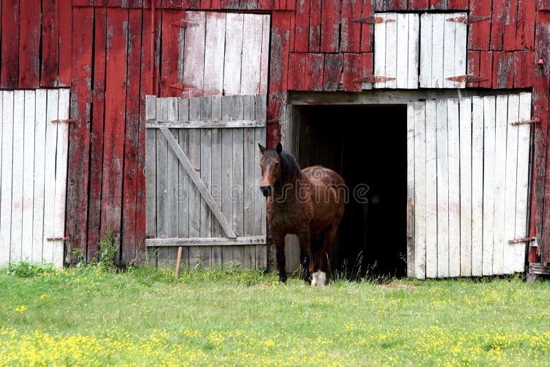 Cavalo de Nashville foto de stock royalty free Cavalo de Nashville foto de stock royalty free