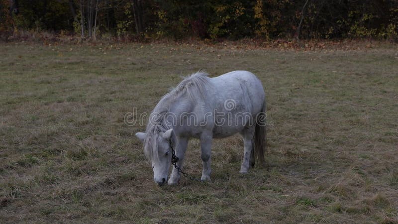 Cavalo de pônei branco come erva numa clareira. cavalos de pônei.