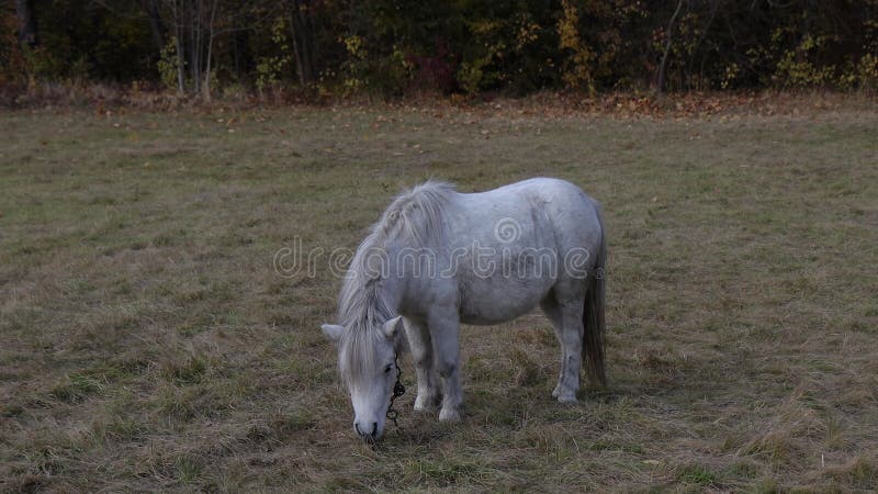 Cavalo de pônei branco come erva numa clareira. cavalos de pônei.