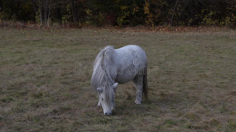 Cavalo de pônei branco come erva numa clareira. cavalos de pônei.