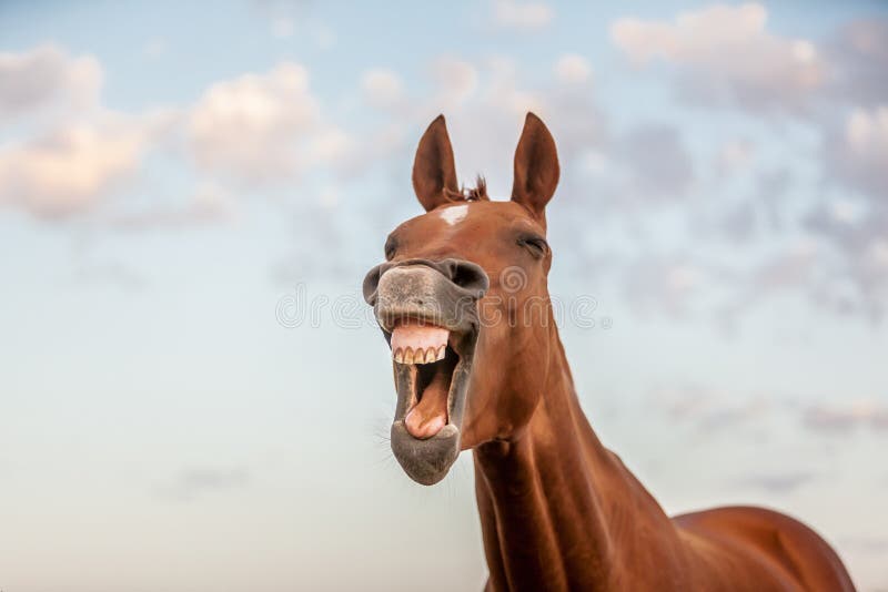 Fotos de Cavalo sorrindo, Imagens de Cavalo sorrindo sem royalties