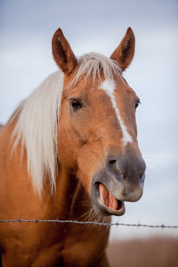 Cavalo de riso foto de stock. Imagem de sorriso, feliz - 59526366