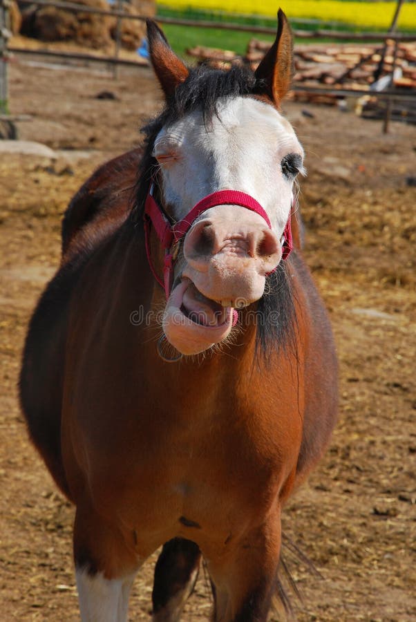 Cavalo de riso foto de stock. Imagem de sorriso, feliz - 59526366