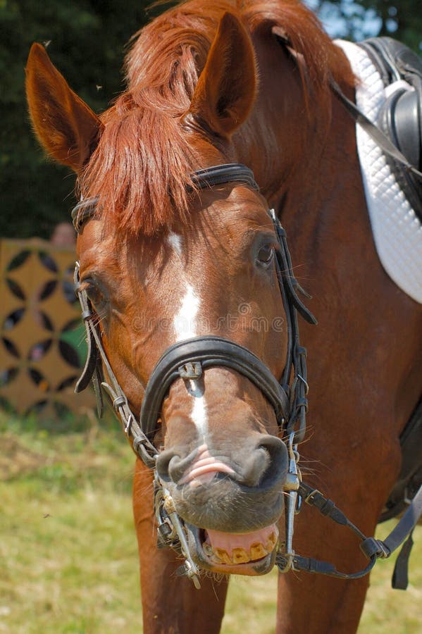 Cavalo de sorriso imagem de stock. Imagem de islandês, sorriso