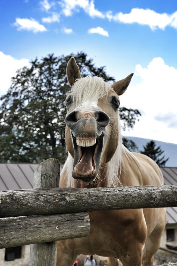 Cavalo de riso foto de stock. Imagem de sorriso, feliz - 59526366