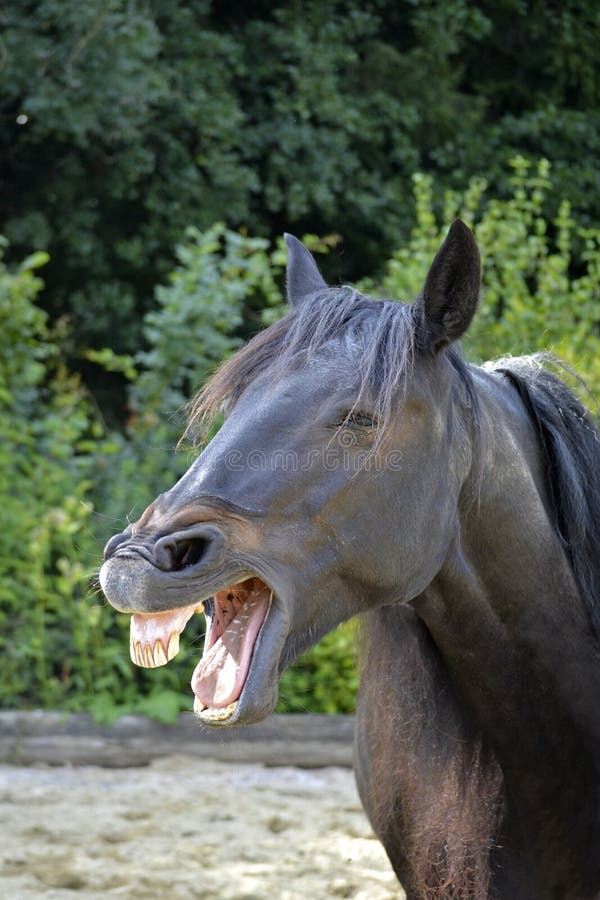 140 ideias de Cavalos sorrindo  cavalos, cavalos engraçados