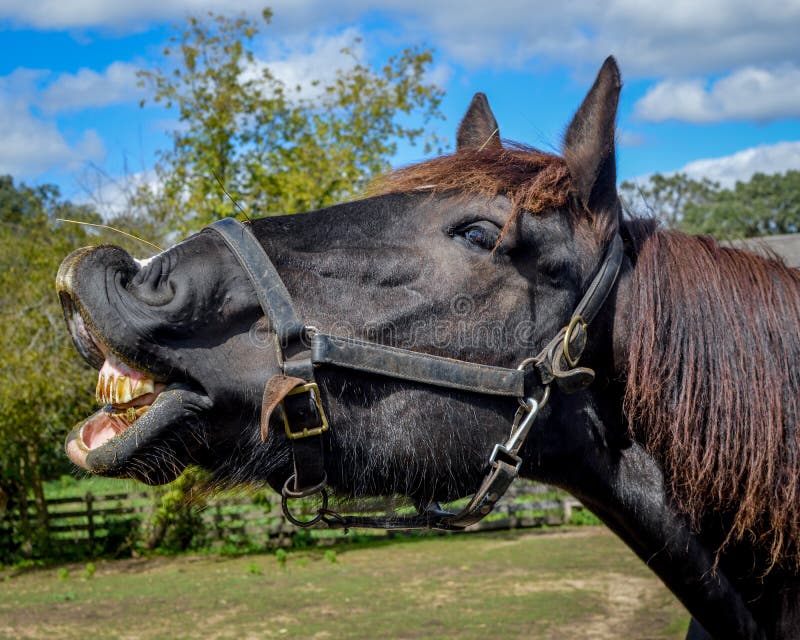 Dentes Cavalo Engraçado - Foto gratuita no Pixabay - Pixabay